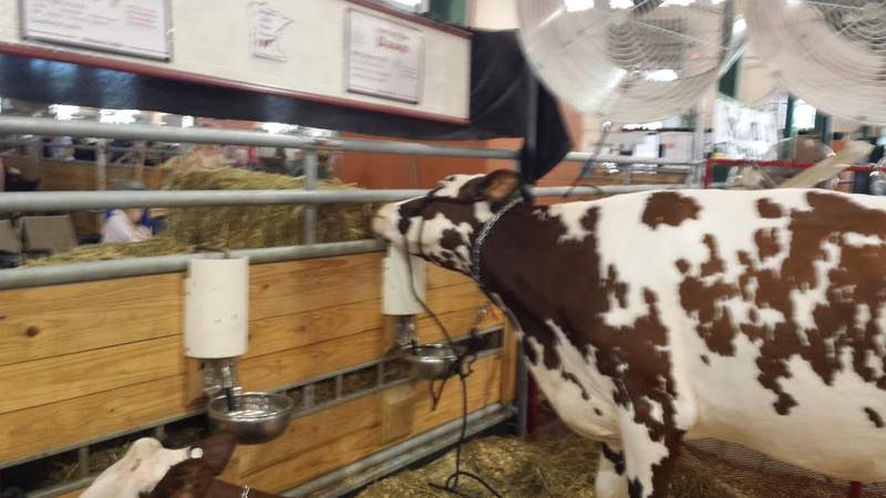 Illustration for article titled Cows at the Fair - I'm Famous and Exhausted